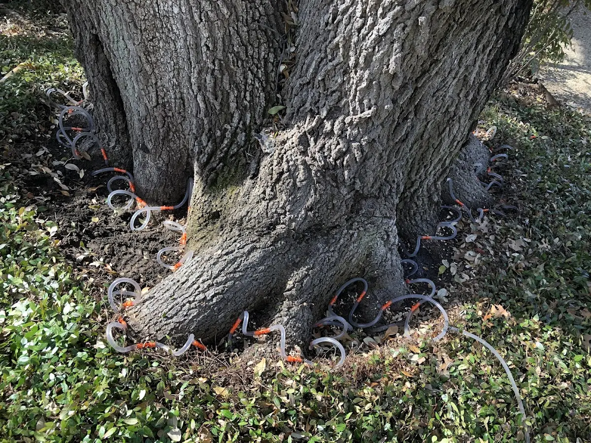 Detailed Tree Cabling and Bracing job site in New Vienna
