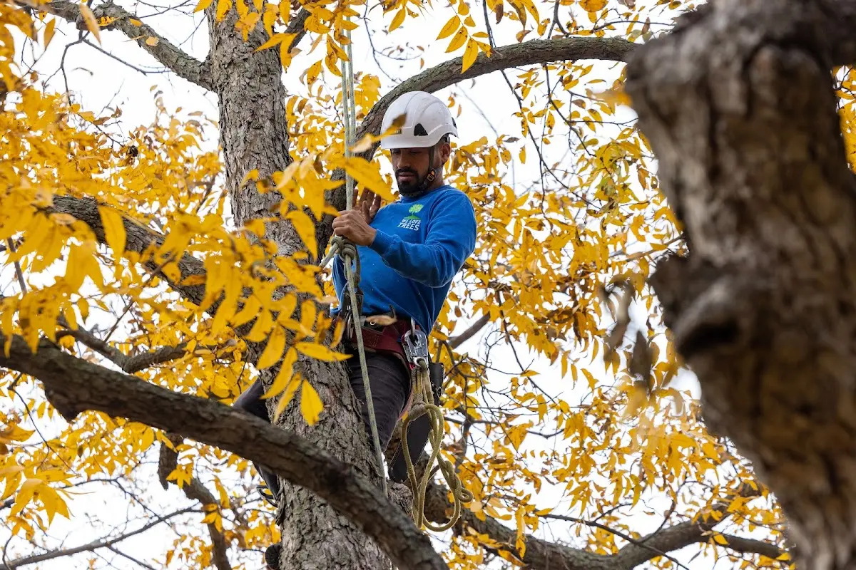 Skilled Tree Pruning crew working in New Vienna