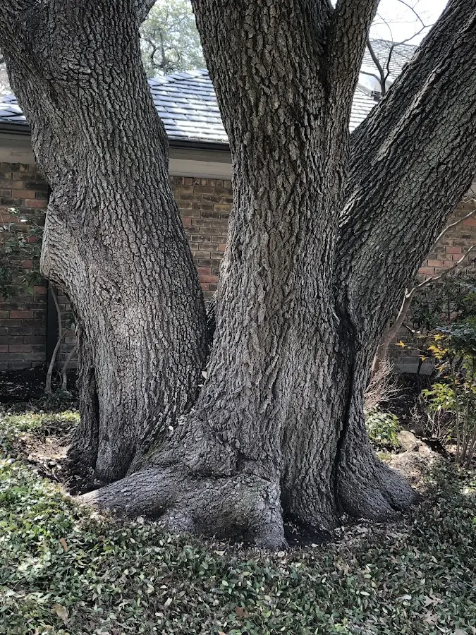 Mature heritage tree close to a New Vienna property cared for by certified arborists